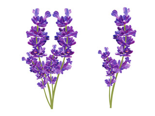 Bunch beautiful violet flowers. Lavender isolated on transparent background. Fragrant bunch lavender. Tender bouguet of lavender. 3d illustration. © YustynaOlha