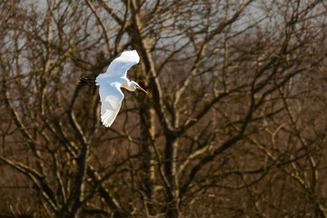 A great egret in flight. Its white stands out well against the dark trees.