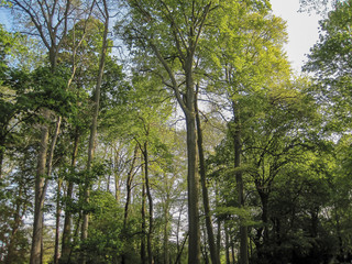 Trees in Tete d'Or Park