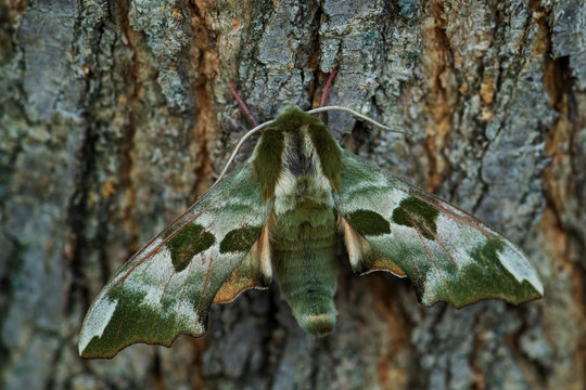 Lime Hawk-moth - Mimas tiliae, beautiful green hawk-moth from European forests and woodlands, Zlin, Czech Republic.