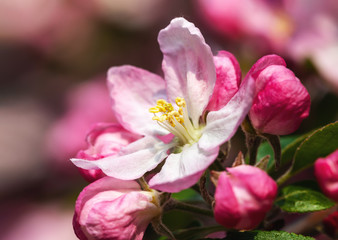 Branch with pink apple flowers.