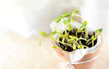 Small seedlings of sunflower in a clay pot. Microgreens grown at home. Gardening with love. Eco concept