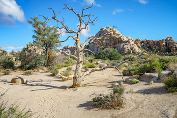 hiking the hidden valley trail in joshua tree national park, california, usa
