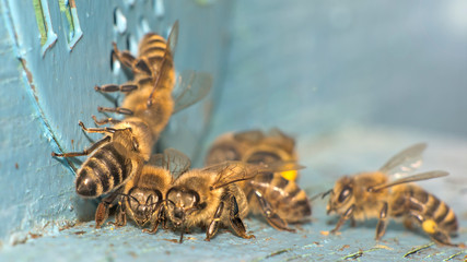 detailed view of working bees in a bee hive. blurred background. Close up of flying bees flying back in hive after an intense harvest period.