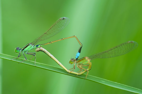 Close-up Of Damselflies Mating On Leaf