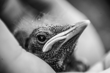 Pajarito recen nacido macro foto en blanco y negro. BIRD