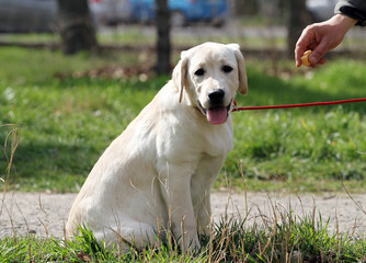 nice yellow labrador in the park