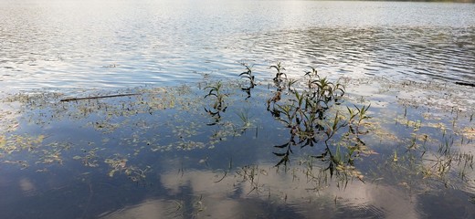 lake  swampreflections