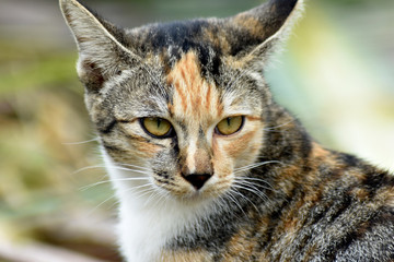 Cute multicolored cat, isolated on a blurred background