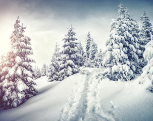 Frozen white spruces on a gloomy day. Location Carpathian mountain, Ukraine.