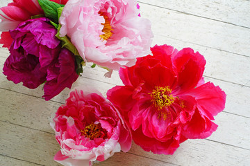 Pink tree peony flowers in a vase