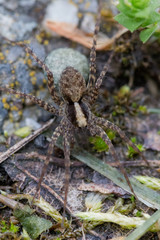 Brown spider with green egg