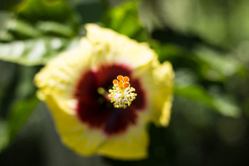 Close up of Yellow Hibiscus rosa-sinensis