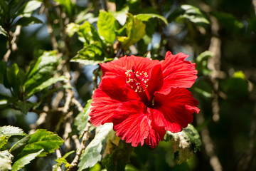 Fototapeta na wymiar Close up of red Hibiscus rosa-sinensis