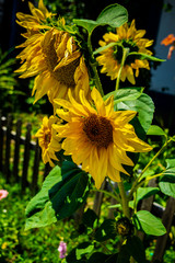 Obraz premium sunflower in the garden