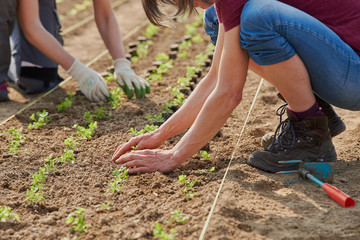 people planting young plants on a field
