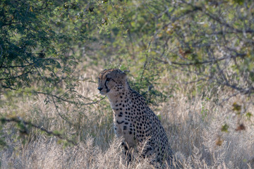 A male cheetah (Acinonyx jubatus) in the Madikwe Reserve, South Africa