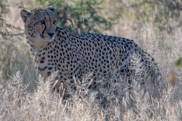 A male cheetah (Acinonyx jubatus) in the Madikwe Reserve, South Africa