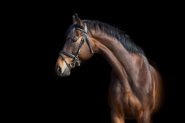 A brown  horse with bridle against black background