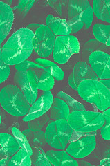 Young green clover leaves. Green plant background