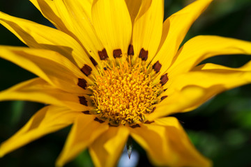 A close-up photo of a beautiful and cheerful garden African daisy flower (Gazania, Asteraceae family), bright colours on dark background. Shallow depth of field.