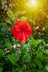 Red hibiscus flower blooming with warm sunlight in morning.