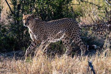A male cheetah (Acinonyx jubatus) in the Madikwe Reserve, South Africa