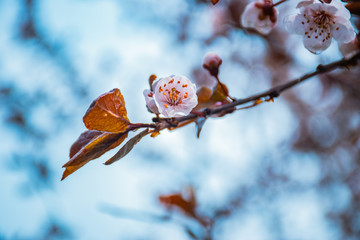 nature