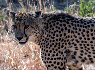 A male cheetah (Acinonyx jubatus) in the Madikwe Reserve, South Africa