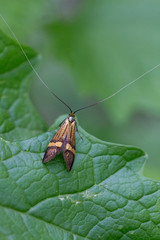 Brown golden beetle on green leaf