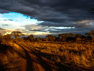 Sunset in Serengeti national park , Tanzania Africa with big baobab trees and silhuette scence.