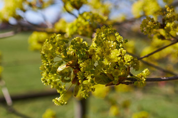 a blooming maple tree in spring