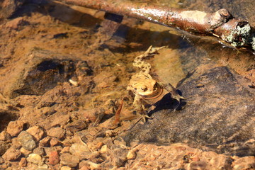 Common toad or European toad, Bufo bufo, in shallow water