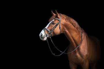 Beautiful red horse portrait on black background