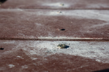 screw on the wooden ground background