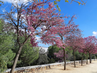 flowering trees in the city