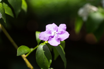 Close up of Brunfelsia uniflora flower