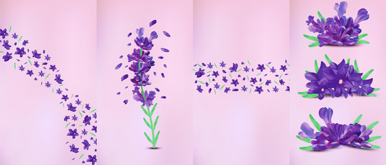Realistic flowers lavender with green leaf. Fragrant lavender on violet background. Beautiful lavender closeup. Violet lavender in motion.Top view. 3d illustration