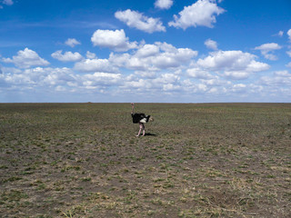 A Lone Ostrich in the Serengeti national park Tanzania, Africa

1 credit
Essentials collection
9,00...