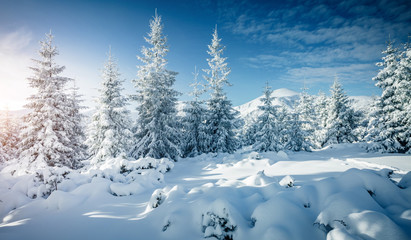 Magic image of spruces glowing by sunlight.