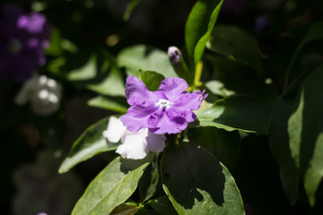 Close up of Brunfelsia uniflora flower