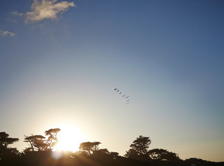 Birds flying at sunset 