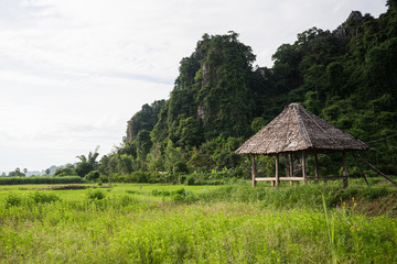 Fototapeta na wymiar A hut on a rice field in Nan Thailand