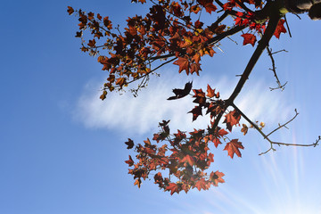 Piękne czerwona liście czerwonego klonu.