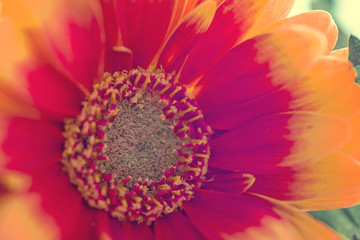 
macro photo of flowers in a bouquet