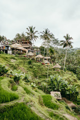 Fototapeta premium Reisterrassen Bali