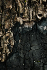 The texture and structure of a burnt tree in the forest close-up.