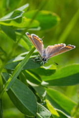 Common blue butterfly in grass