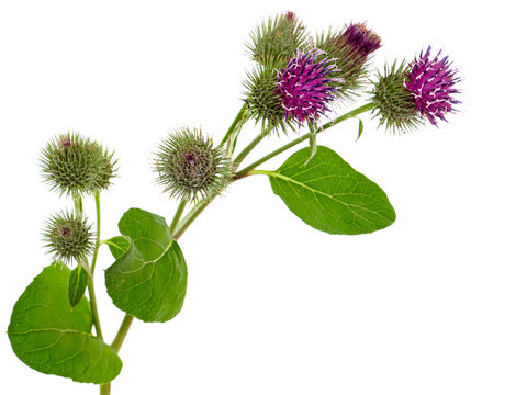 Burdock blooming plant with purple flower head isolated on white, Arctium lappa