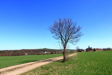 Spring forest theme: leafless trees and blue sky